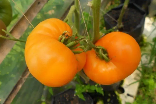 Описание плодов томата Оранж и агротехника выращивания сорта