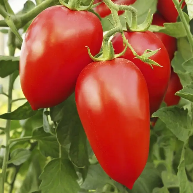 Томат “Перцевидный гигант”: характеристика и подробное описание сорта помидор с фото, отзывы об урожайности