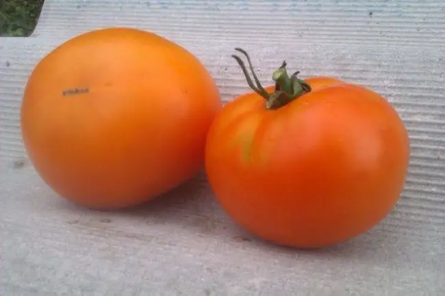 Характеристика томатов Полфаст