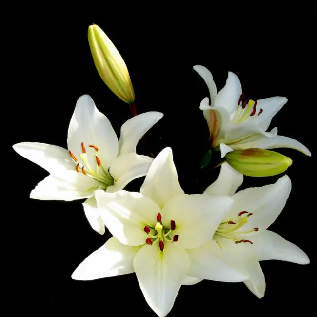 Лилии – королевы цветочного мира. К сожалению, они часто подвержены заболеваниям. Вирус лиловой мозаики является наиболее распространенным и может испортить красоту и совершенство уникальных видов лилии. Нажмите здесь для дополнительной информации.