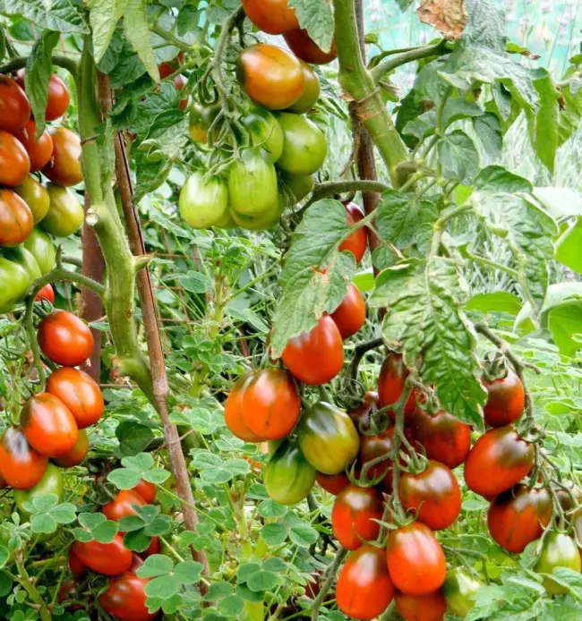 Томат зеленоплодный Изумрудный штамбовый: урожайность, описание, отзывы