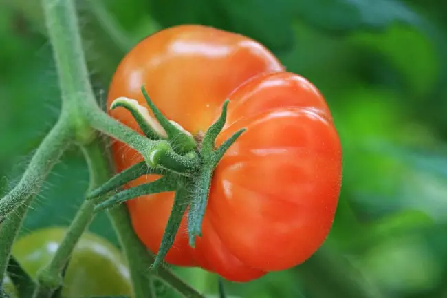 Лучшие сорта «Королевских» томатов