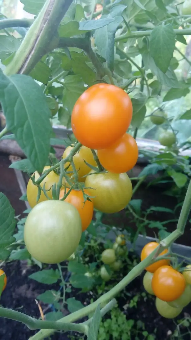 Томат Лариса F1: характеристика и описание сорта, отзывы об урожайности помидоров, фото куста