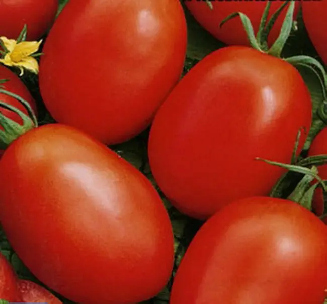 Сорта томатов сливка | Lifestyle | Селдон Новости