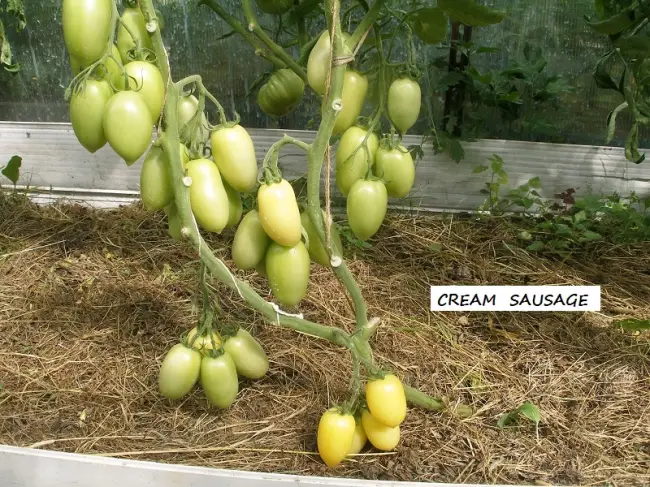Кремовая сосулька (Cream Sausage) – К — сорта томатов – tomat-pomidor.com – отзывы на форуме | каталог
