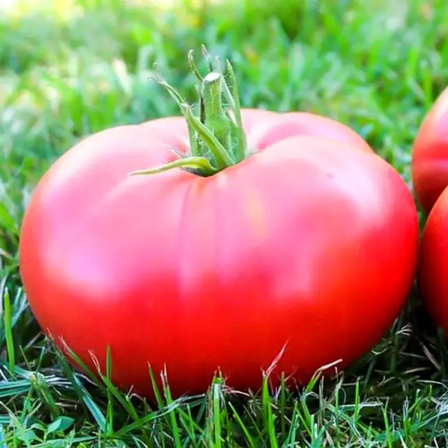 Высокоурожайный и терпимый к недостатку влаги — сорт томата «Титаник» f1