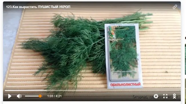 Пушистый Хвост – сорт растения Укроп