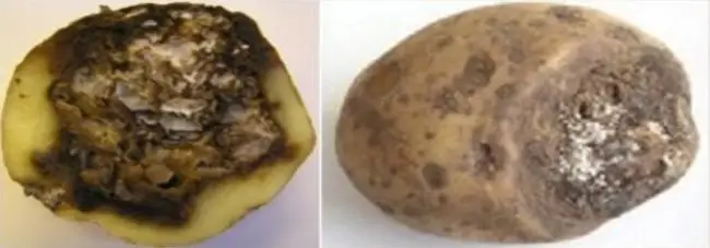 Фузариоз картофеля: эффективные способы борьбы с фузариозом клубней, обработка картошки от болезни