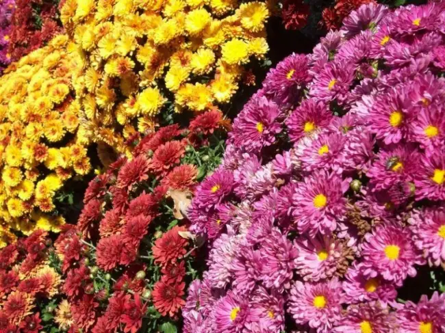 Сорт хризантемы: Октябрина | Supersadovod – о саде и огороде просто и интересно