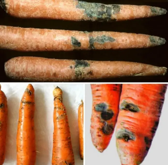 Черная пятнистость на моркови