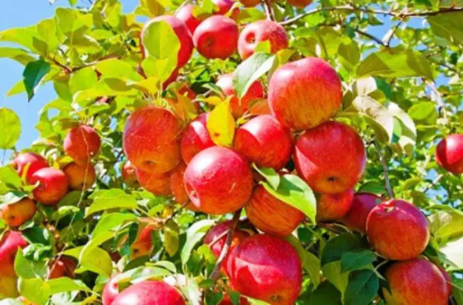 Яблоня белое солнце описание сорта – Описание и характеристики наиболее популярных летних сортов яблони с фото. Рекомендации по регионам и агротехнике выращивания, советы садоводов с видео.