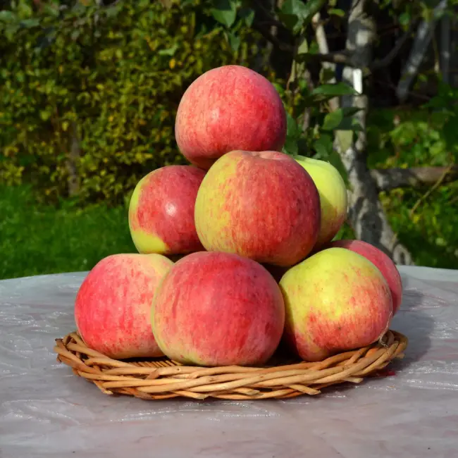 Яблоня “Беркутовское”: описание сорта и фото плодового дерева, основные достоинства и недостатки, особенности выращивания