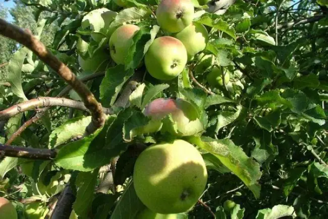 Яблоня грани смит описание сорта – Сорт яблок Гренни Смит, достоинства и недостатки, полезные свойства яблок, много витаминов, и микроэлементов, сколько калорий в яблоках, выращивание Гренни Смит