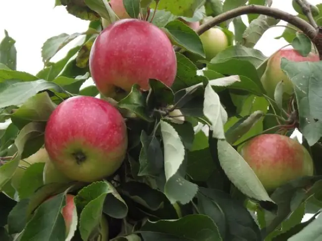 Особенности выращивание и ухода за яблоней сорта Женева