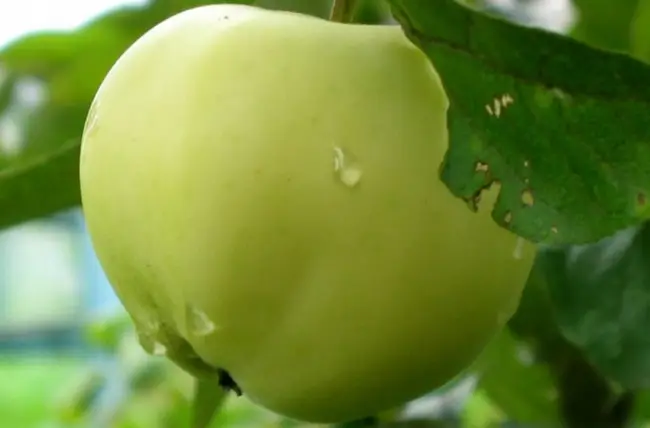 Особенности и описание преимуществ и недостатков яблони сорта Ковровое