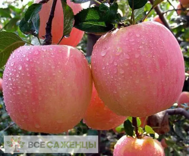 Яблоня Розовый налив: подробная характеристика и описание сорта, особенности выращивания и ухода за деревом, отзывы