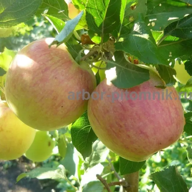Яблоня Неженка – Питомник растений Сибирский сад