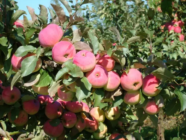Яблоня поэзия описание сорта – Колоновидные яблони – сорта