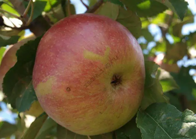 Высокоурожайный сорт яблони Тамбовское, осеннего срока потребления обладает высоким потребительским качеством плодов. Достоинства сорта. Фото