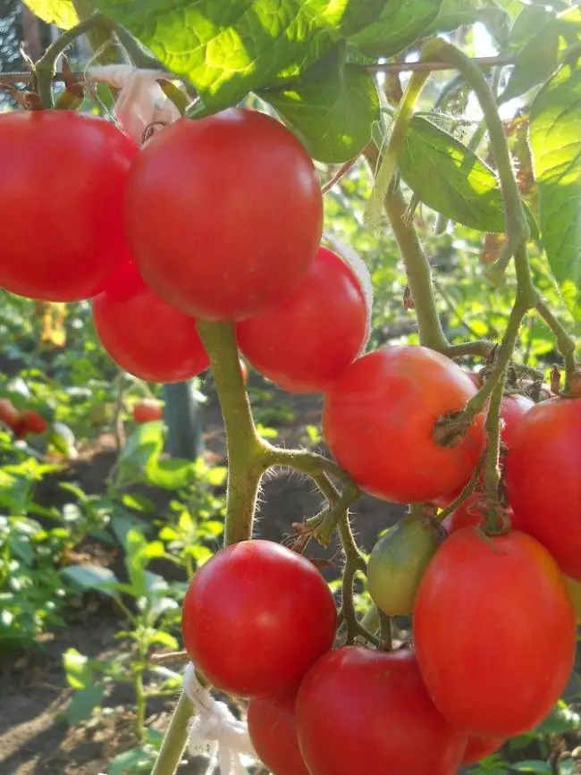 томат Розовый лидер, отзывы от тех кто сажал, этот помидор и фото самого куста и плодов, вы найдете далее, будет полезно и интересно