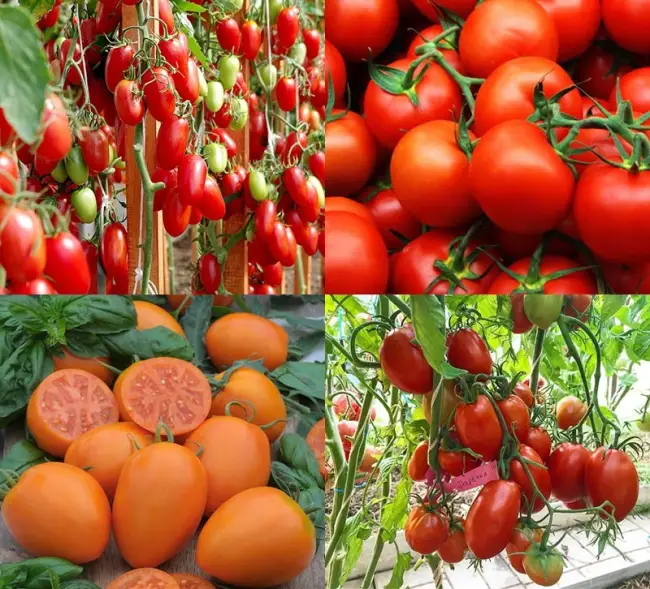 Описание сорта томата Тимофей, его характеристика и урожайность