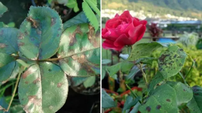 Чем лечить черную пятнистость на розах, эффективные средства для обработки