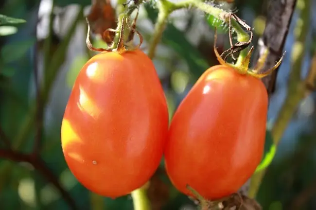 Бессемянность на томатах - Вирусные болезни томата. Часть вторая - Osadovod - Все о садe, огороде и дизайне