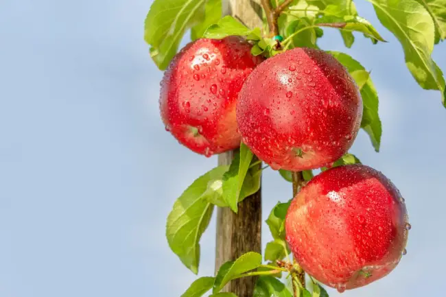 Колоновидная яблоня Червонец: описание сорта и характеристики. Когда собирать и снимать на хранение? Особенности и выращивание, обрезка и сроки созревания