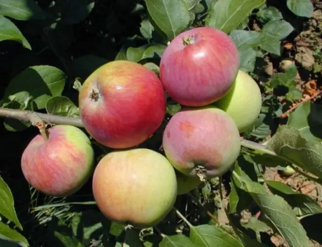 Рекордсмен по урожайности — яблоня сорта «Антоновка обыкновенная»