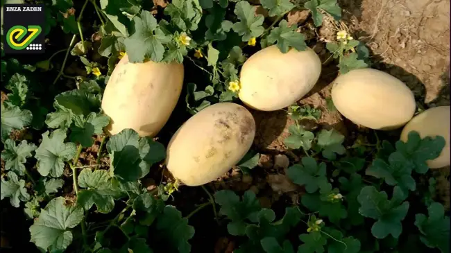 Выращивание ультраранней дыни Дакаро, видео