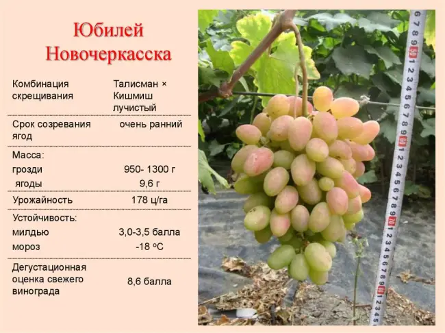 Виноград Юбилей Новочеркасска: особенности сорта и тонкости выращивания