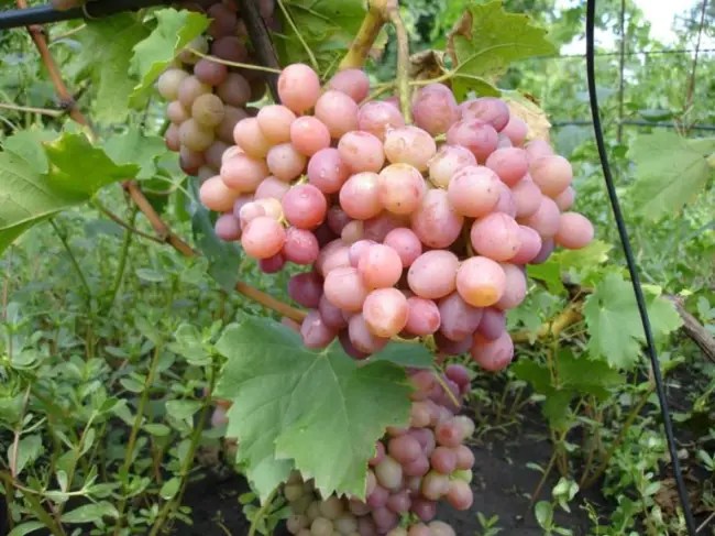 Виноград Особый – Мир винограда – Сайт для виноградарей и виноделов