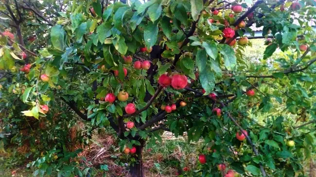 Лечение и профилактика монилиоза на вишнях и яблонях