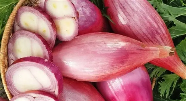 Лук стимул описание сорта – Крупная луковица за один сезон: 15 сортов репчатого лука для выращивания из семян