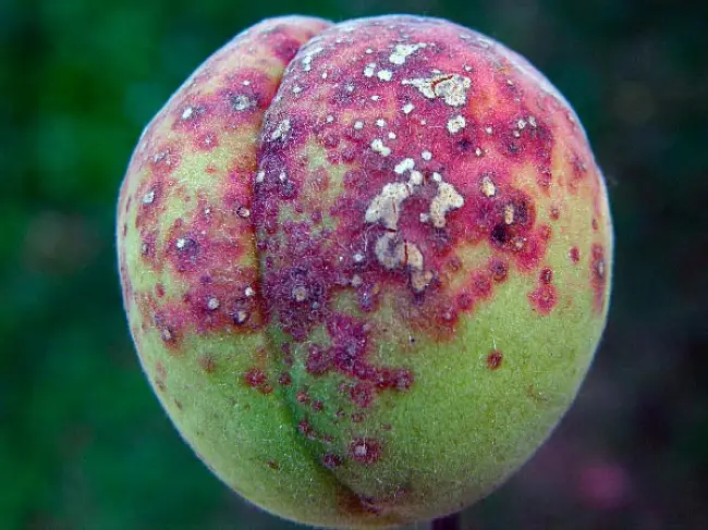 Чем лечить клястероспориоз персика, абрикоса, сливы, черешни, вишни: препараты для лечения дырчатой пятнистости листьев