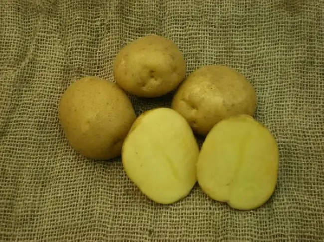 Картофель кемеровчанин описание сорта – Мякоть корнеплода имеет приятный кремовый цвет. При нарезании или приготовлении она не темнеет. Этот сорт не принято использовать для приготовления картофеля…