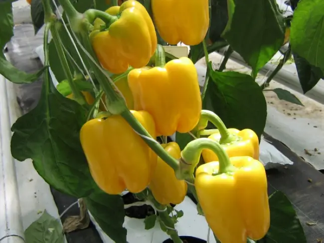Перец Желтый колокол: описание сорта, характеристика плодов, агротехника выращивания и ухода