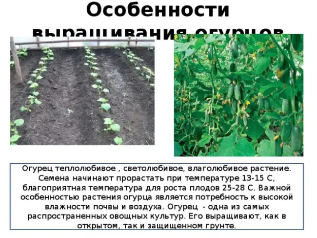 Описание огурцов Фермер f1 и правила выращивания рассады