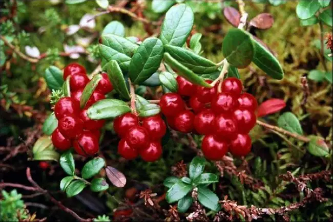 Брусника Рубин – сорт, как выращивать, особенности ухода