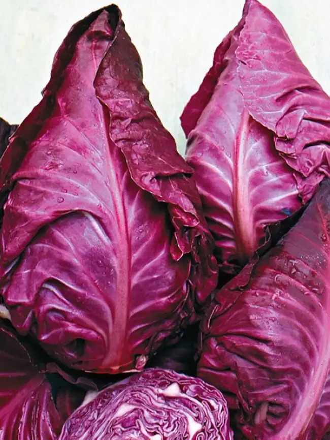 Капуста краснокочанная: польза и вред овоща | Food and Health