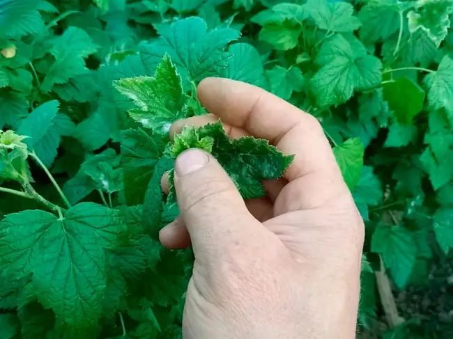 Септориоз на смородине – Выращивание смородины: как вырастить из веточки, из семян на даче, как бизнес и в домашних условиях