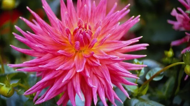 Вредители астра – Астры – это неприхотливые цветы, но их часто поражает фузариоз. Борьба с фузариозом – это, в первую очередь, посев только качественных семян.