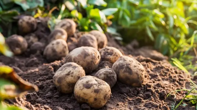 Картофель Хозяюшка — характеристика и правила выращивания сорта