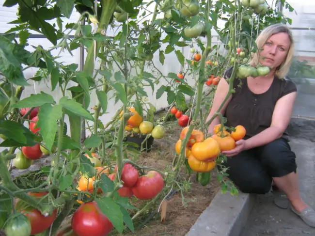 Высокий урожай от сибирских селекционеров — сорт помидор «Загадка природы»