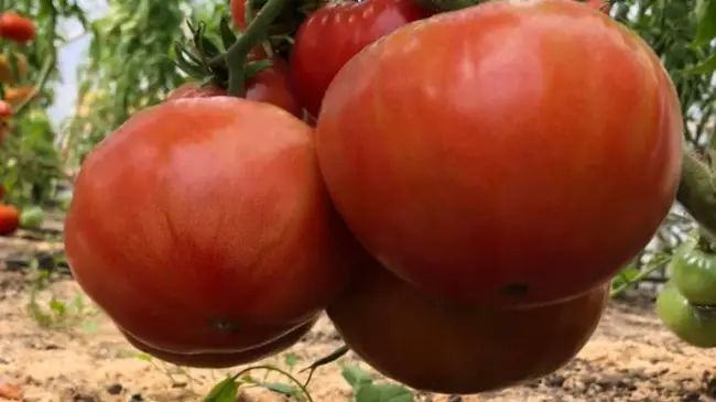 Урожайность, описание и характеристики сорта томата Зимняя вишня — Дачные дела