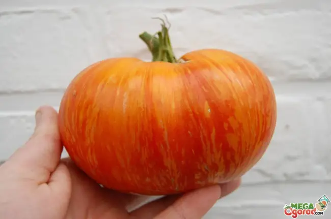 Супер урожайный сорт томатов с настоящим вкусом – Король Кинг – YouTube