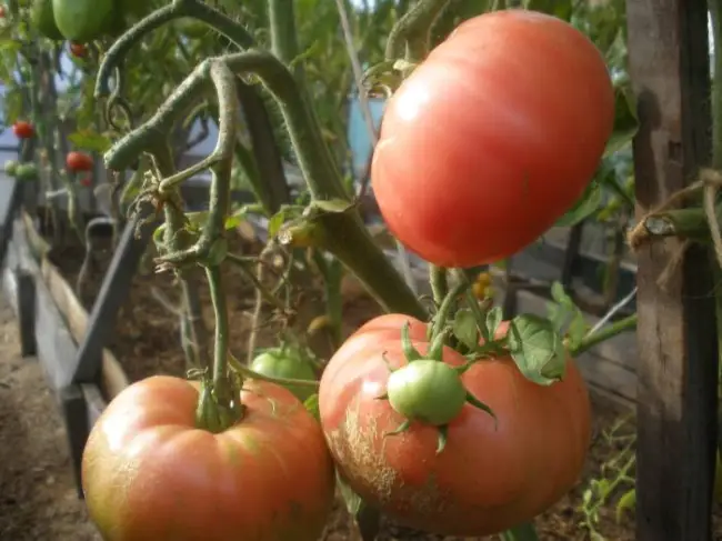 Выращивание томата Любимый праздник