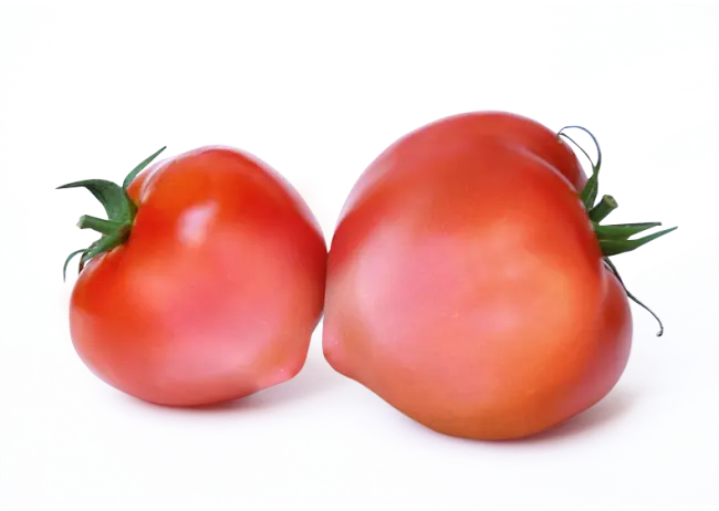 ПИНК ХАРВЕСТ F1-раннеспелый гибрид индетерминантного розовоплодного томата. Начало плодоношения на 55-60 день после высадки 60-днейной рассады. Сила роста средняя,… | Вступай в группу Профессиональные семена овощей в Одноклассниках