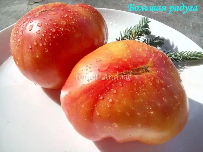 Описание сорта томата Большая радуга, его характеристика и урожайность