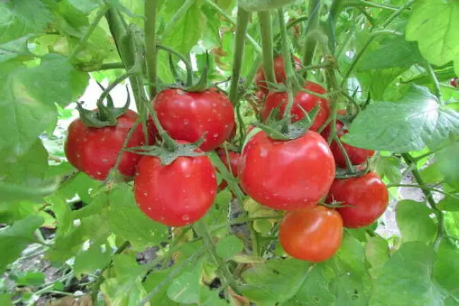 Томат Султан (f1): отзывы о помидорах, характеристика и описание гибрида, его преимущества и недостатки, технология выращивания и дальнейшее применение урожая